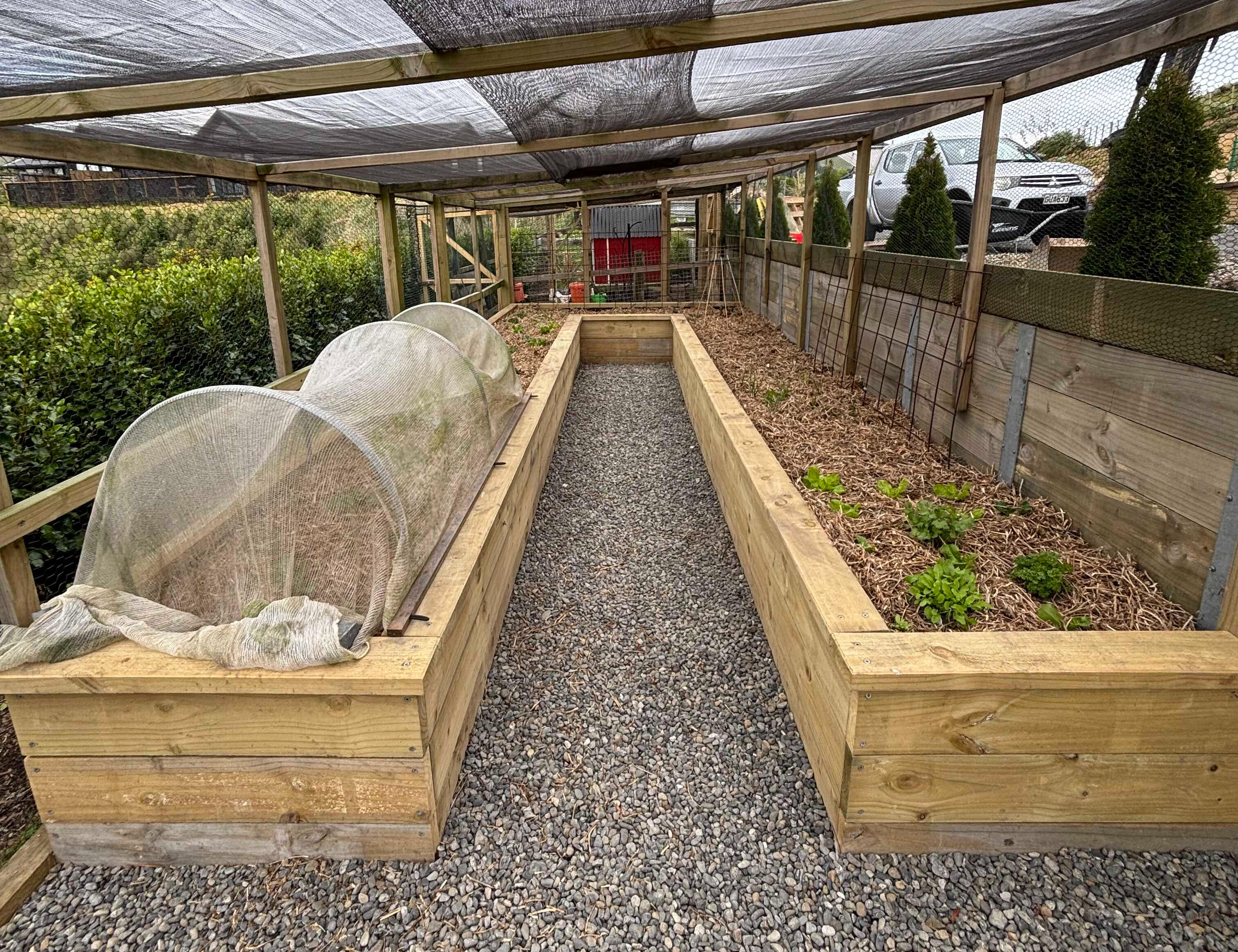 Tawa - Kitchen Garden